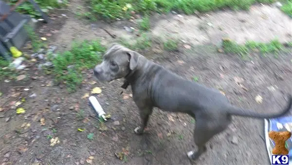 a american pit bull dog standing on a dirt path